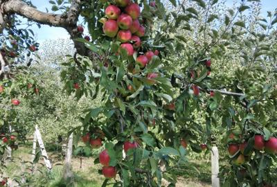 Spațiu comercial, în Cândești - 6