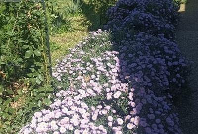 Casă cu 10 camere cu Teren 28000 Mp în Central - 16