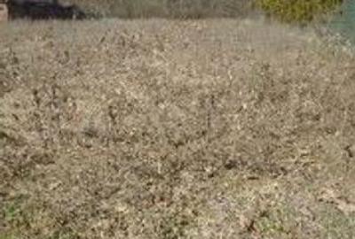 Spațiu comercial, în Găneasa - 6