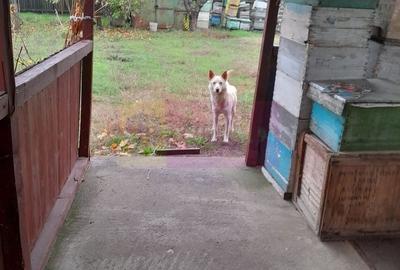 Casă individuală cu 7 camere cu Teren 1500 Mp în Islaz - 41