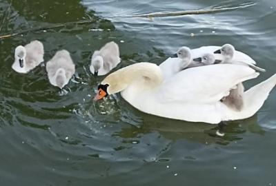 Casă cu 3 camere cu Teren 60 Mp în Mamaia - 3