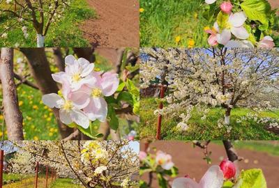 Vand casa la alb. - 9