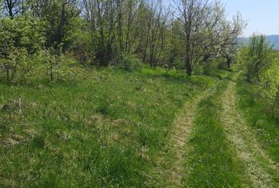 Vand teren Orsova, jud. Mehedinti - 3