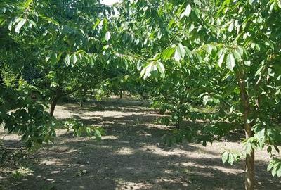 Casă în Mihai Viteazu - 4