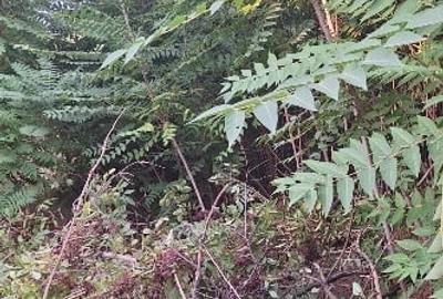 Urgent casa de vinzare Urgent casa de vinzare - 6