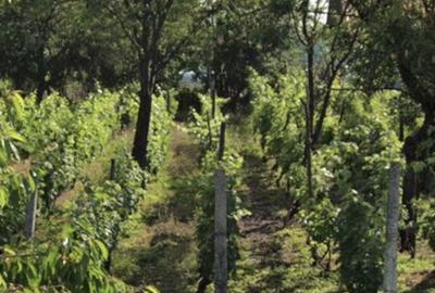 Casă cu 3 camere în Săhăteni - 5