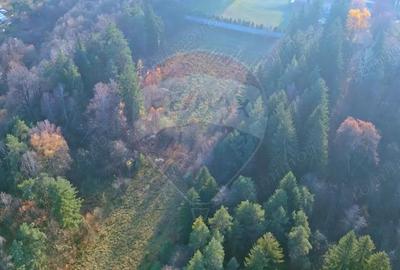 Teren de 10000 mp, în Timișu de Jos - 1