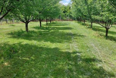 Teren de 4250 mp, în Ungureni (Dragomirești) - 1