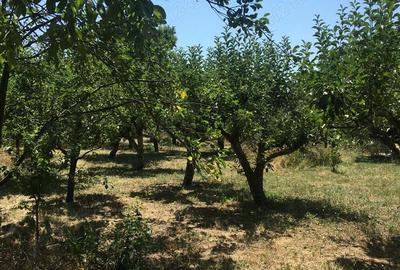 Casă cu 2 camere cu Teren 3389 Mp în Leu - 7