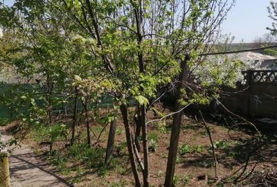 Casă cu 4 camere în Cișmele - 5