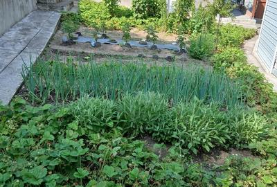 Casa de vanzare Nadastia de jos - 1