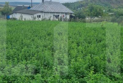 Casă cu 3 camere cu Teren 1666 Mp în Central