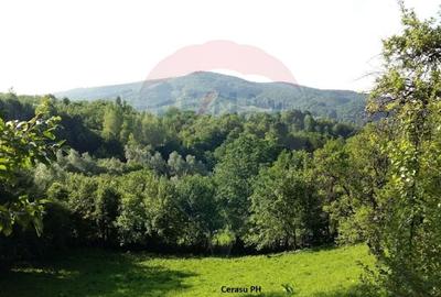 Vanzare Padure 2200 hectare in Romania - 7