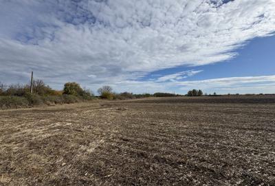 Teren agricol extravilan de 25000 mp, în Biled - 3