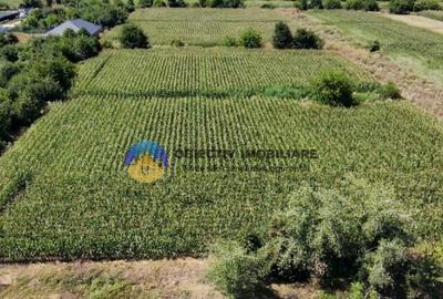 Teren intravilan 3866 mp Dumbrava Rosie - 1