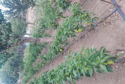 Vind Casa Novaci - 3