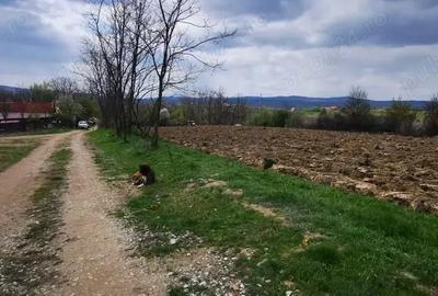 Teren de 26500 mp, în Calea Caransebeșului - 8