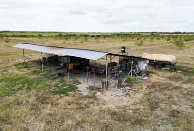 Livada BIO de nuci de vanzare langa Cermei - 7