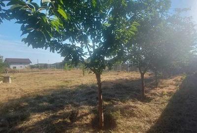 Teren Construcții intravilan de 1157 mp, în Miroslava - 2