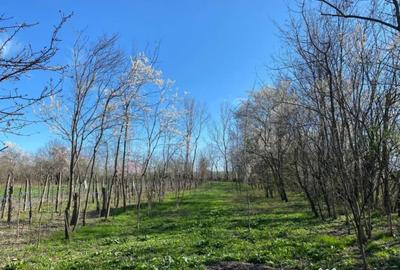 Teren de 4975 mp, în Belciug - 7