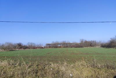 Gradistea/Zona padure - 2