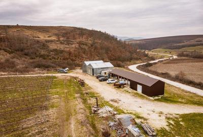 Vie de 115 Hectare in satul Dud, jude?ul Arad - 1
