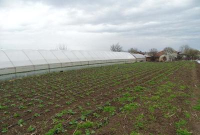 Casă cu Teren 2930 Mp în Giuvărăști - 10