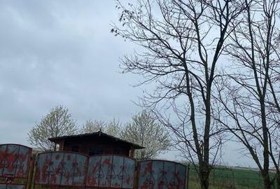 Teren de 5000 mp, în Lazuri - 8