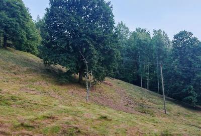 Teren de 7000 mp, în Grădiștea de Munte - 2