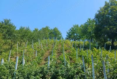 Vand casa cu teren Vand casa cu teren - 4