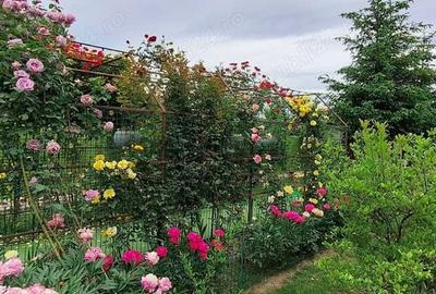 Casă cu 6 camere cu Teren 2000 Mp în Brănești - 15