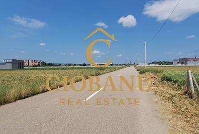 Teren intravilan cu PLANTATIE DE GOJII de vanzare in Racari - 2