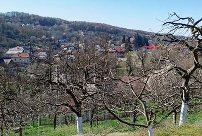 Casă cu 3 camere cu Teren 2800 Mp în Central - 6