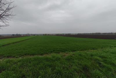 Teren de 6000 mp, în Horodnic - 6