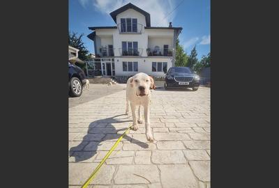 Casa/vila P+2 aproape de Bucuresti - 13