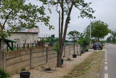 Casă + teren 4200 mp, vie, curent, fosa, anexă – Crevedia Mare, Giurgiu - 6