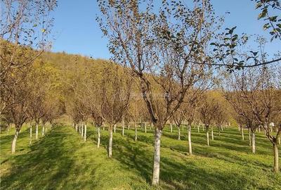 Teren de 1445 mp, în Slatina-Nera - 12