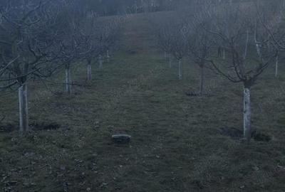 Casă cu 2 camere cu Teren 2984 Mp în Avrămești - 3