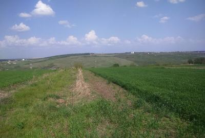 Păcurari-Platou Beldiman ( LA STEJARI SECULARI ) 490 mp , oportunitate reala - 5