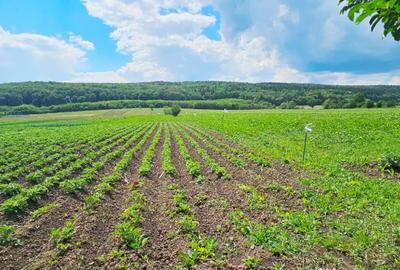 Casă cu 4 camere cu Teren 7481 Mp în Bodești - 13