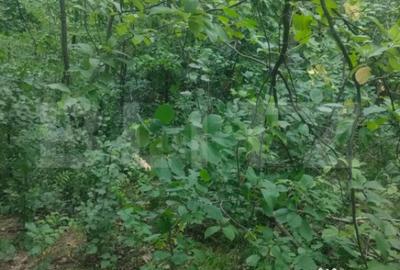 Teren de 5857 mp, în Horodnic - 1