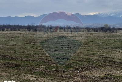 Teren de 10000 mp, în Pănicel
