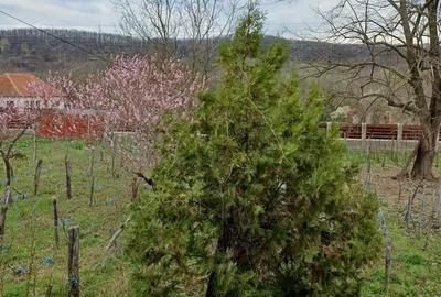 Spațiu comercial, în Florești - 1