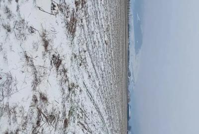 Teren de 5000 mp, în Cărpiniș - 7