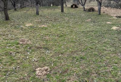 Spațiu comercial, în Bran - 2