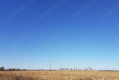 Teren de 26800 mp, în Lehliu - 5