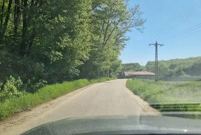 Vand 3600 mp padure, in Bascov, zona Uiasca - 3