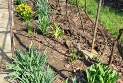 Vanzare casa curte Voluntari - 1