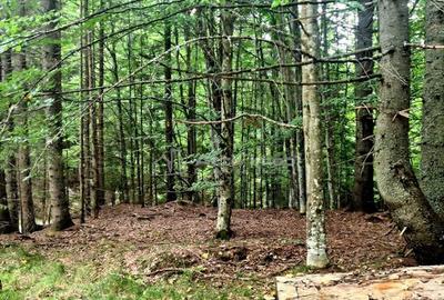 Teren 7 ha, Lac Vidraru, Podis Molivis - 3