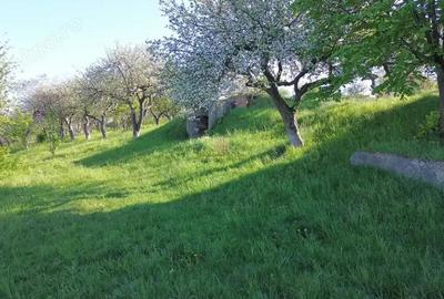 Teren 4800 mp cu Livada si Casa Nefinalizata - Adancata! - 3